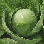 Unbranded Cabbage Vivaldi F1 Seeds 433169.htm