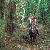 Unbranded Cairns Horse Riding Adventure - Adult
