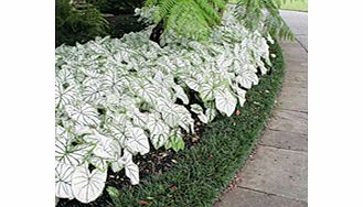 Unbranded Caladium Tubers - Candidum