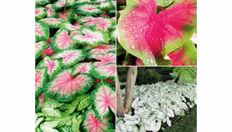 Unbranded Caladium Tubers - Collection