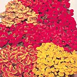 Unbranded Calceolaria Anytime F1 Seeds 410451.htm
