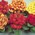 Unbranded Calceolaria Bubblegum Mixed F2 Seeds