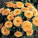 Enormous double flowers - around 8cm (3½``) across - in unique apricot shades. The dwarf plants are