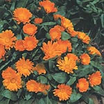 A magnificent variety  bearing masses of alluring deep orange flowers throughout the summer. It requ