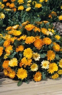 Unbranded Calendula Daisy Mixed (Pot Marigold)
