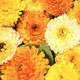 A vigorous bushy marigold in mixed colours that can last from early summer to autumn