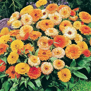Dwarf and compact  with masses of double flowers from creamy-yellow to tangerine and orange. Award G