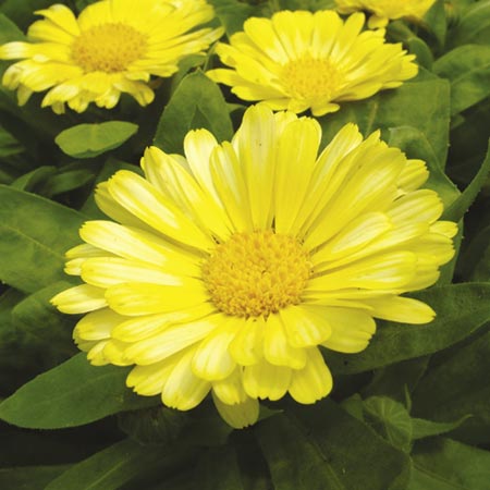 Unbranded Calendula Lemon Zest Plants Pack of 30 Garden