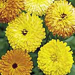 Unbranded Calendula Pacific Beauty Seeds 414690.htm