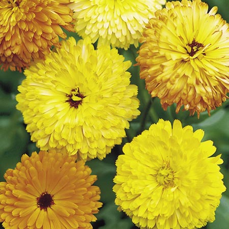 Unbranded Calendula Pacific Beauty Seeds Average Seeds 140