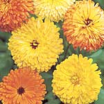 Long-stemmed double flowers in shades of orange  yellow  primrose and apricot  together with some bi