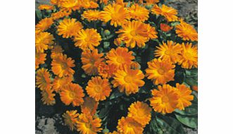 Masses of alluring deep orange flowers throughout summer. It requires no dead-heading and will continue to bloom long after other calendulas have finished! Easy to grow. HA - Hardy annual. Height 20cm (8). Note: Flowers are edible and ideal in salads