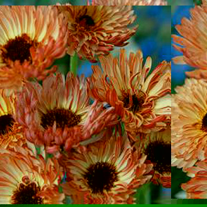 Unbranded Calendula Sherbet Fizz Seeds