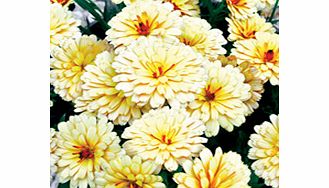 Unbranded Calendula Winter Creepers Plants - Collection
