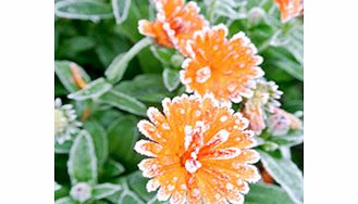 Unbranded Calendula Winter Creepers Plants - Orange Ice