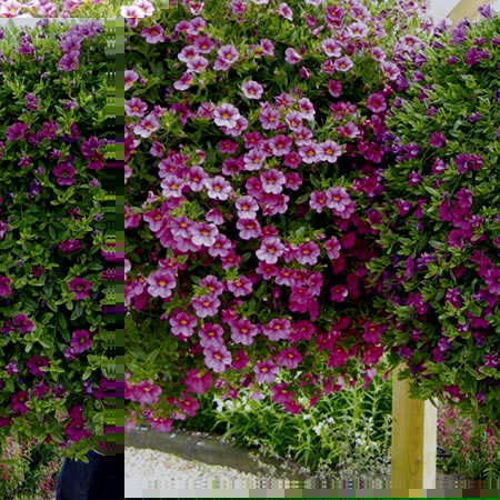 Unbranded Calibrachoa Floral Bells Plants - PINK Pack of 6