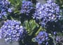 Californian Lilac