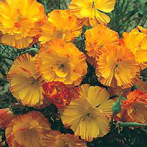 Unbranded Californian Poppy Apricot Seeds