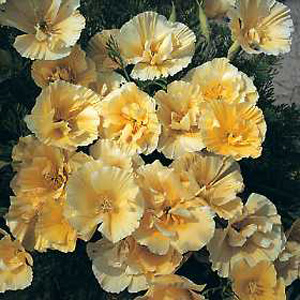 Unbranded Californian Poppy Buttermilk Seeds