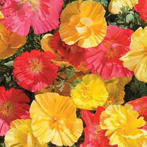 Unbranded Californian Poppy Fruit Crush Seeds
