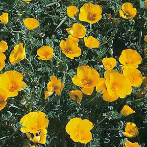 Unbranded Californian Poppy Golden Tears Seeds
