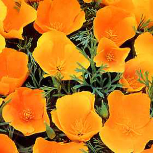 Beautiful single and semi double orange flowers that are easy to grow from seed.