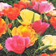 Unbranded Californian Poppy Monarch Mix Seeds