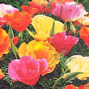 Unbranded Californian Poppy Monarch Mixed Seeds
