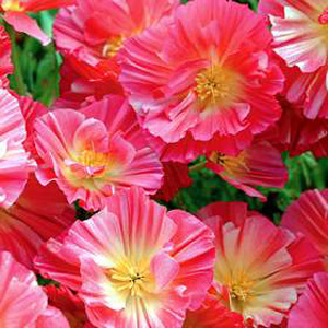 Unbranded Californian Poppy Summer Sorbet Seeds