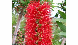 Unbranded Callistemon Plant - Red Cluster