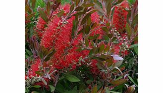Plants with the most vivid scarlet flowers. Supplied in a 2-3 litre pot.Against a wallEvergreenFertile moist well-drained soilFrost hardyFull sunBUY ANY 3 AND SAVE 20.00! (Please note: Offer applies only for plants that have this wording.)