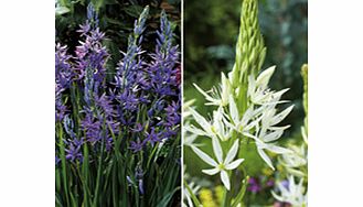 Unbranded Camassia Bulbs - Twin Pack