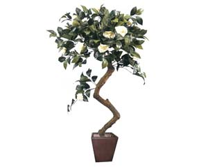 Unbranded Camellia cream plant