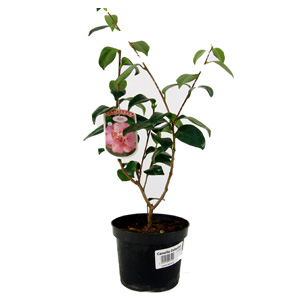 Unbranded Camellia Japonica Elegans - Camellia