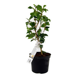 Unbranded Camellia Japonica Jurys Yellow - Camellia