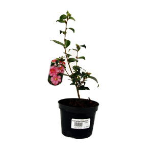 Unbranded Camellia Pink Semi-Double - Camellia