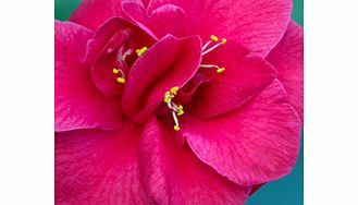 Unbranded Camellia Plant - Adolphe Audusson