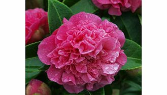 X williamsii. Very full double paeony flowers in shades of pink deep blue-pink. RHS Award of Garden Merit winner. Height 2-5m (6-15); spread 1-3m (310). Supplied in a 2 litre pot.Acid lovingEvergreenFertile moist well-drained soilFully hardyPaeonyBUY
