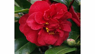 Japonica type. Very dark red paeony form. Height up to 9m (28); spread up to 8m (25). Supplied in a 2 litre pot.Acid lovingEvergreenFertile moist well-drained soilFully hardyPaeonyBUY ANY 3 AND SAVE 20.00! (Please note: Offer applies only for plants 