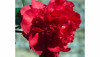 X williamsii type. Plants with redcurrant-red anemone to paeony form flowers and with a dense upright habit. Height up to 9m (28); spread up to 8m (25). Supplied in a 2 litre pot.Acid lovingEvergreenFertile moist well-drained soilFully hardyPaeonyBUY