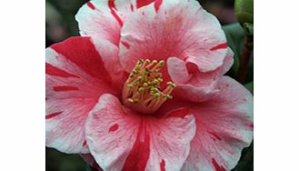Unbranded Camellia Plant - Tricolor
