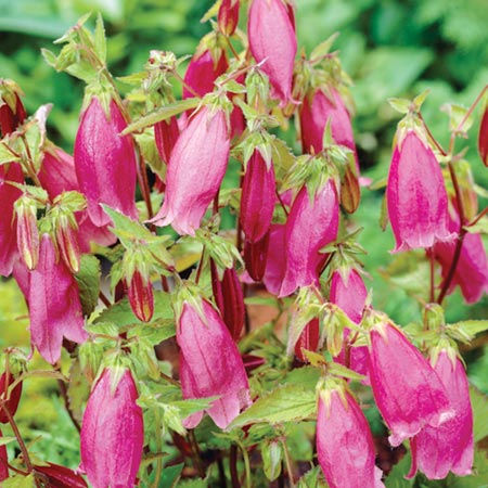 Unbranded Campanula Cherry Bells Pack of 3 Bare Roots