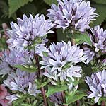 Unbranded Campanula Emerald