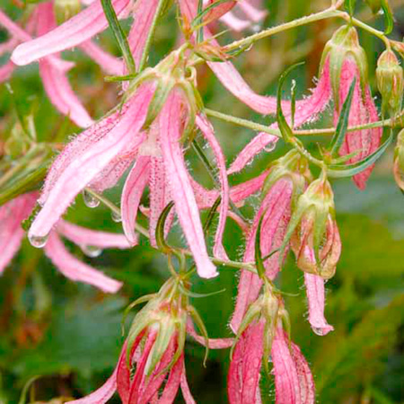 Unbranded Campanula Pink Octopus Plants Pack of 3 Pot