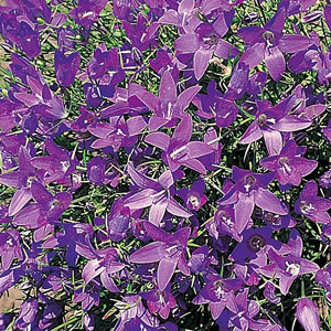 Unbranded Campanula Tiny Bells Seeds