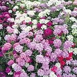 Unbranded Candytuft Candycane Mixed Seeds 414860.htm