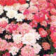 Unbranded Candytuft Dwarf Fairyland Mixed Seeds