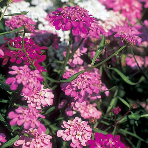 Unbranded Candytuft Fairy Mix Seeds