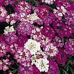 Unbranded Candytuft Fairy Mixture Seeds 414844.htm