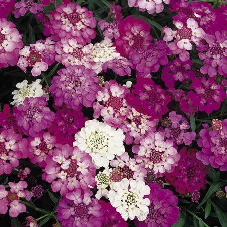 Unbranded Candytuft Fairy Mixture Seeds Average Seeds 450
